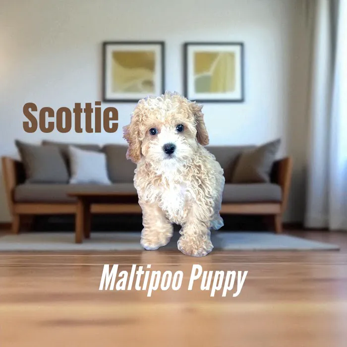 Pawsome Pups Puppies For Sale Picture 3