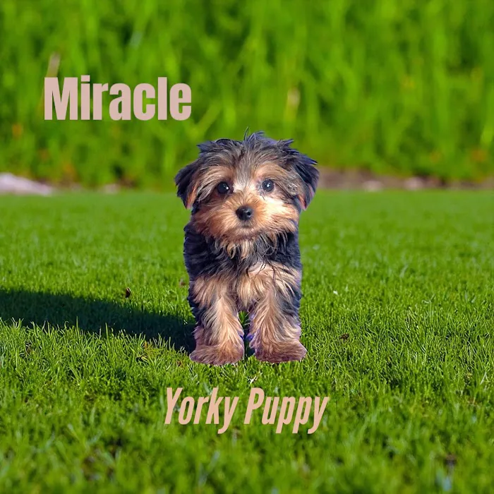 Pawsome Pups Puppies For Sale Picture 6