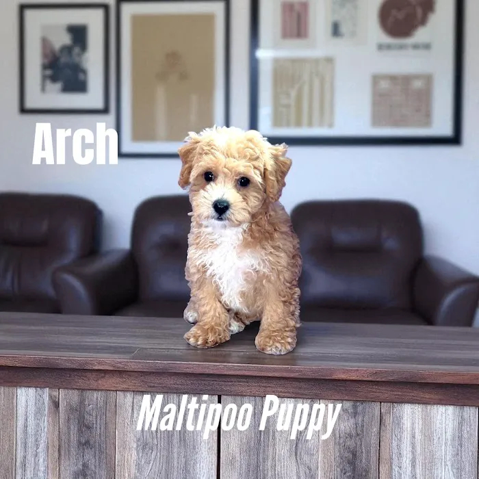 Pawsome Pups Puppies For Sale Picture 4