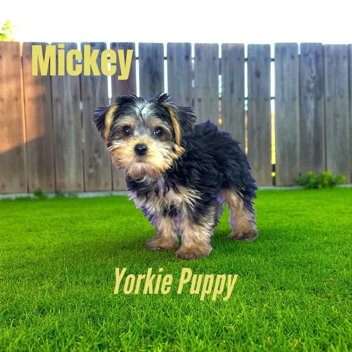 Pawsome Pups Puppies For Sale Picture 10