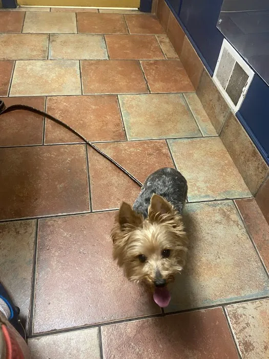 VCA County Veterinary Hospital Picture 4