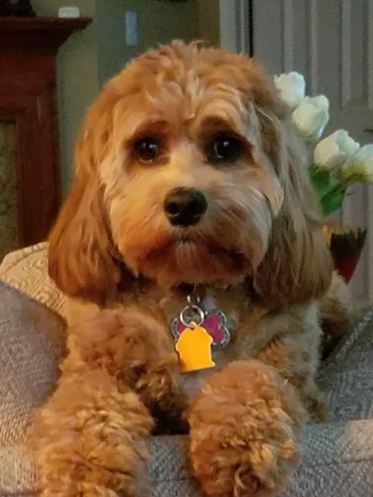 VCA County Veterinary Hospital Picture 2