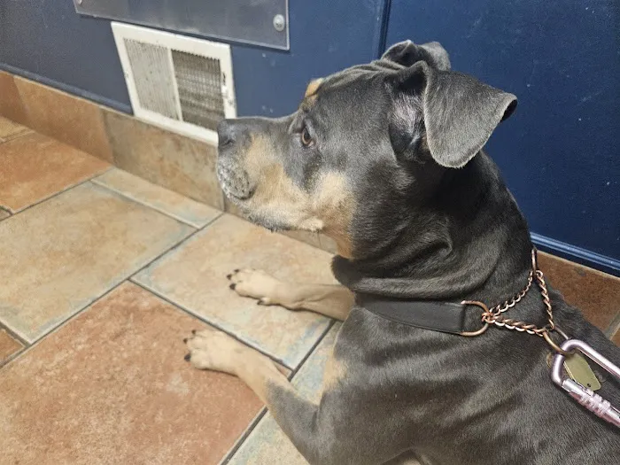 VCA County Veterinary Hospital Picture 1