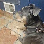 VCA County Veterinary Hospital