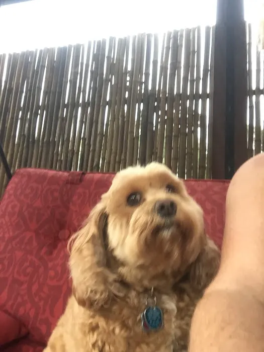 VCA County Veterinary Hospital Picture 3