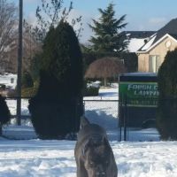 Farmingdale Veterinary Clinic ico