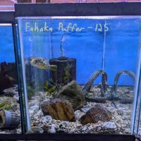 Rivers to Reefs Aquariums ico