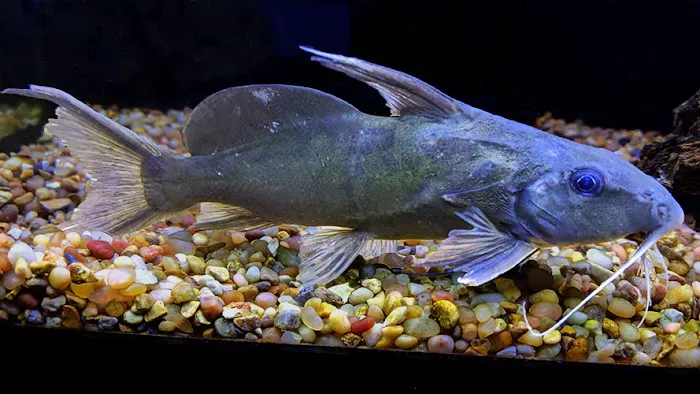 Rivers to Reefs Aquariums Picture 6