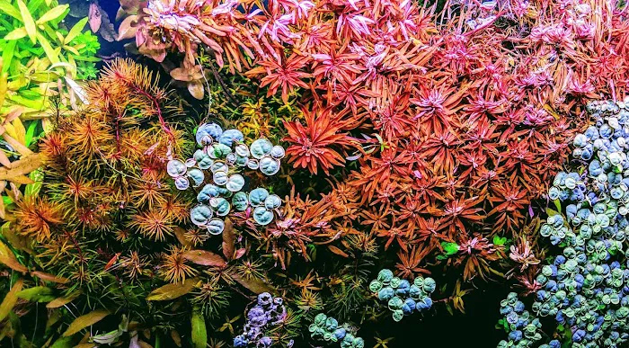Rivers to Reefs Aquariums Picture 9