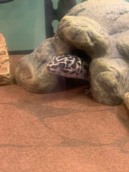 Royal Moon Reptiles Picture 9