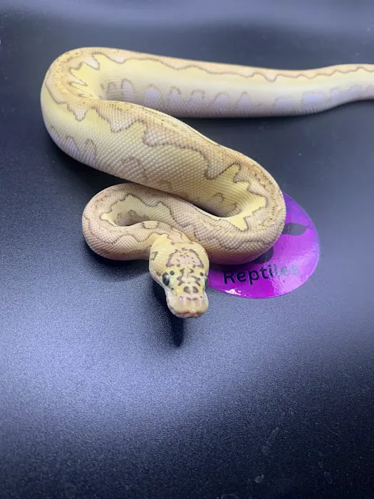 Royal Moon Reptiles Picture 10