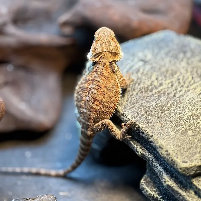 Royal Moon Reptiles Picture 1