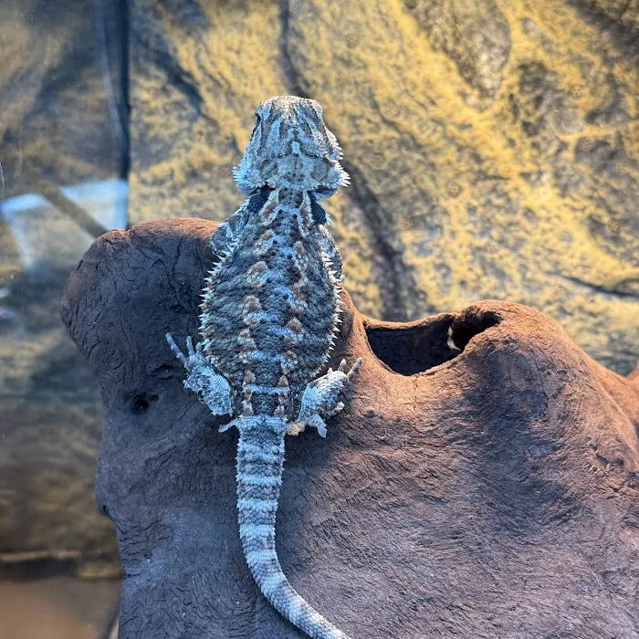 Royal Moon Reptiles Picture 4
