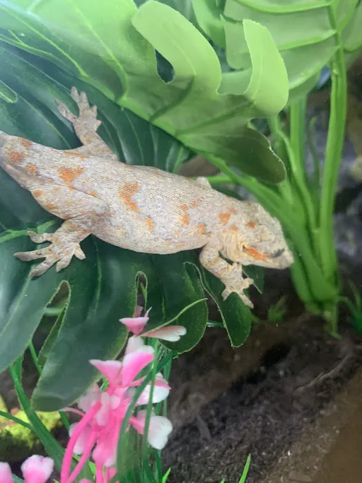 Royal Moon Reptiles Picture 6