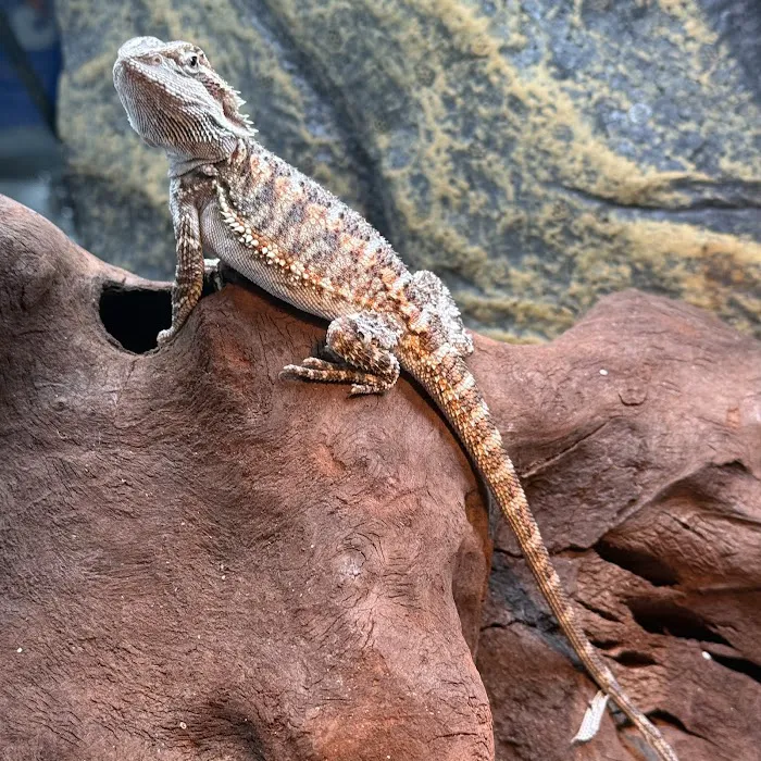 Royal Moon Reptiles Picture 2