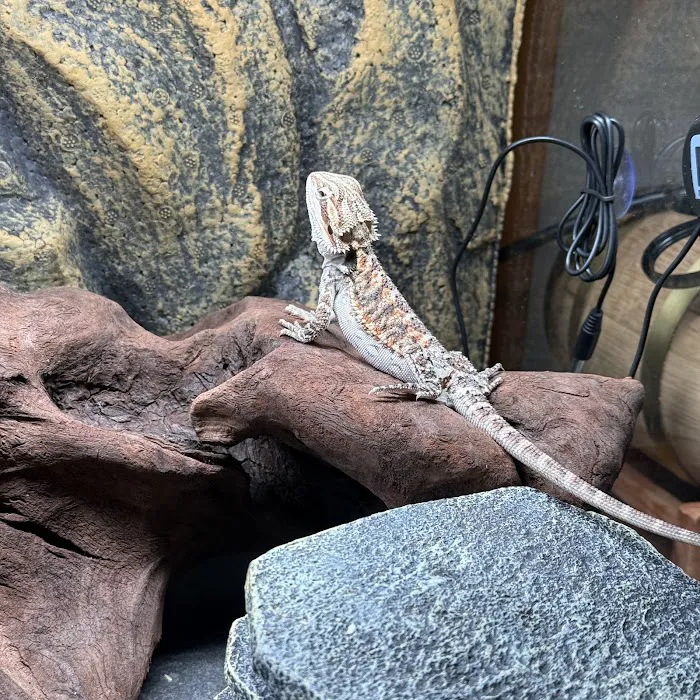 Royal Moon Reptiles Picture 3