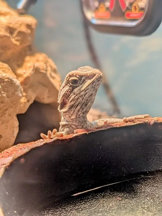 Royal Moon Reptiles Picture 7