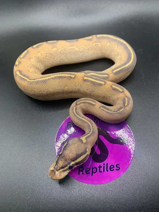 Royal Moon Reptiles Picture 5
