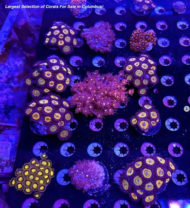 Matt's Corals & Service Picture 9