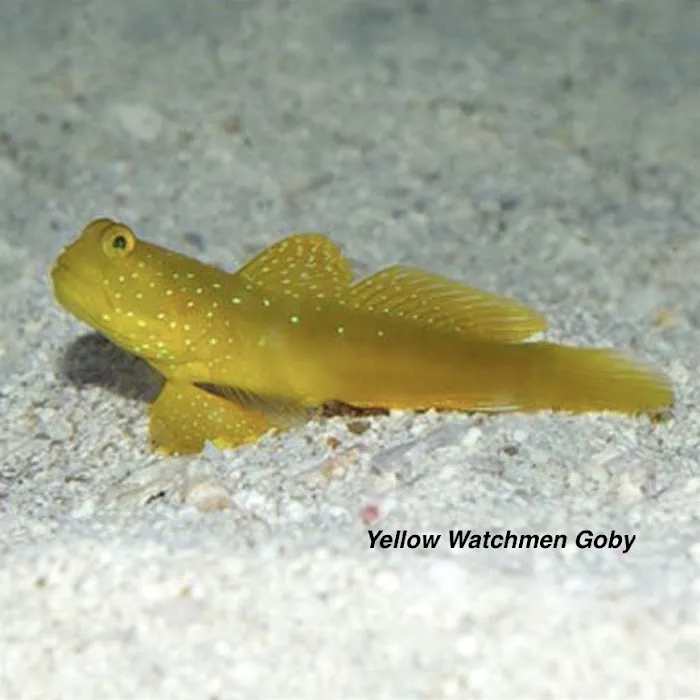 Matt's Corals & Service Picture 4