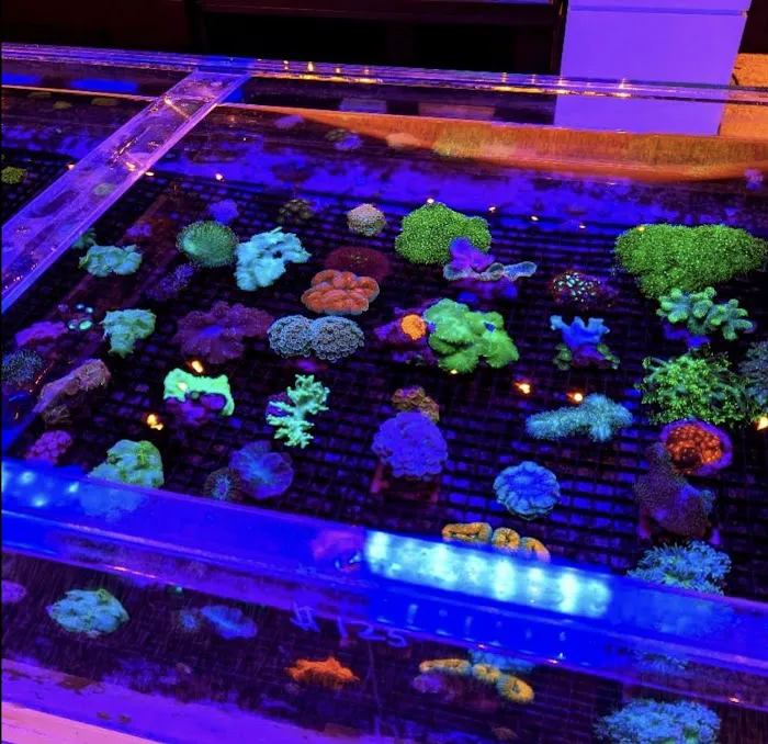 Matt's Corals & Service Picture 10