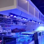 Matt's Corals & Service