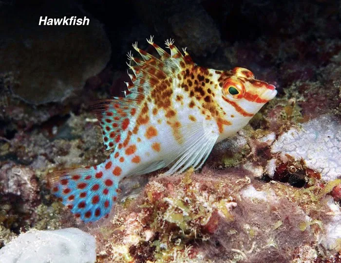 Matt's Corals & Service Picture 3