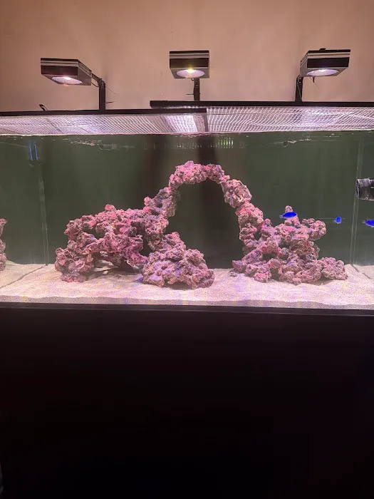 Matt's Corals & Service Picture 2