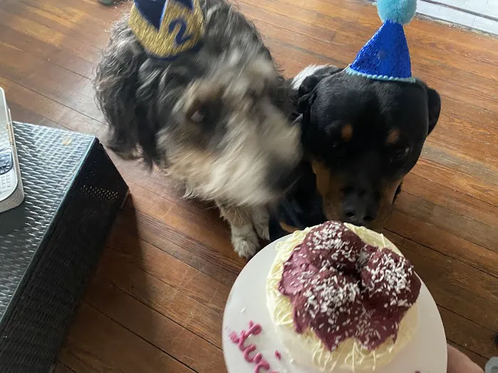 The Cakehound Picture 7