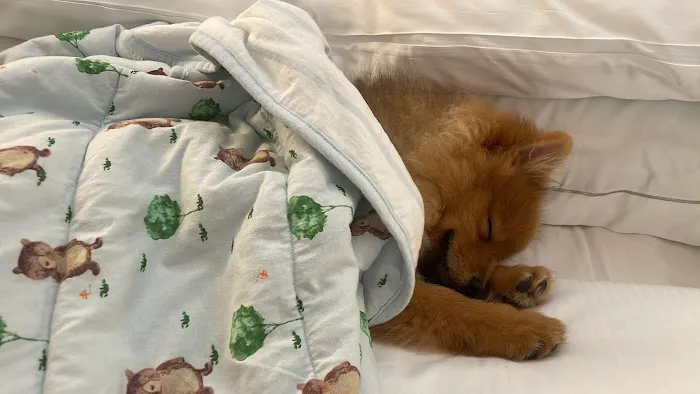 Petland Lewis Center Picture 4