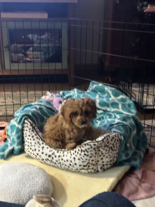 Petland Lewis Center Picture 7