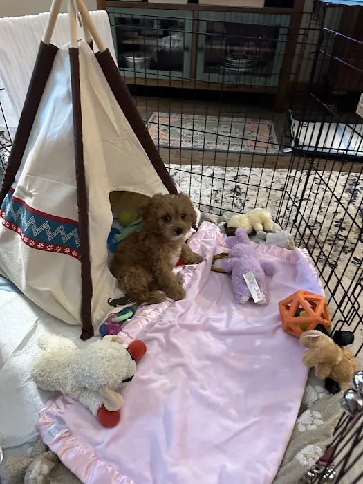 Petland Lewis Center Picture 5