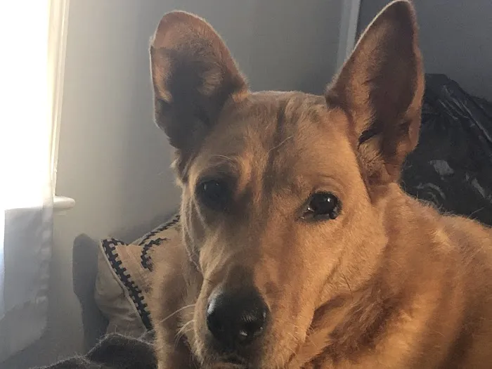 Atlantic Highlands Animal Hospital Picture 3