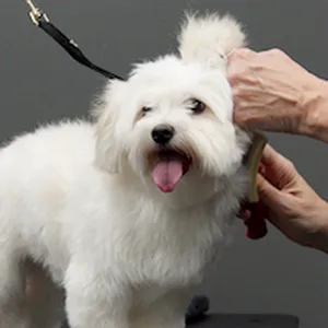 Pet Supplies Plus Powell Picture 6