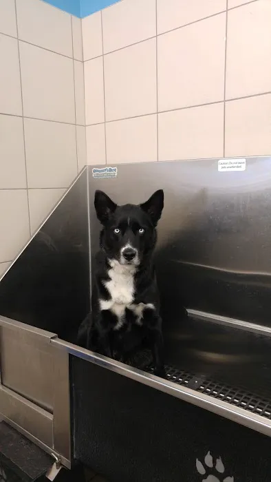 Pet Supplies Plus Powell Picture 10