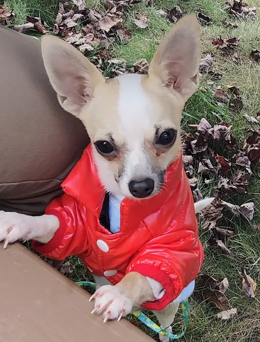 Shoreside Veterinary Care Picture 10