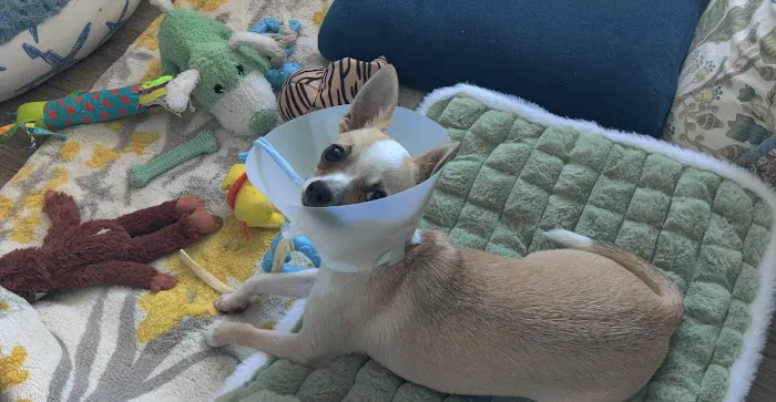 Shoreside Veterinary Care Picture 7