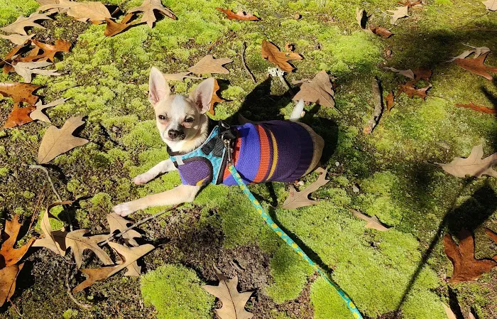 Shoreside Veterinary Care Picture 8