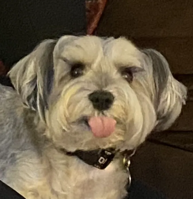 Shoreside Veterinary Care Picture 1