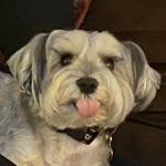Shoreside Veterinary Care