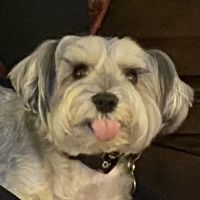 Shoreside Veterinary Care ico