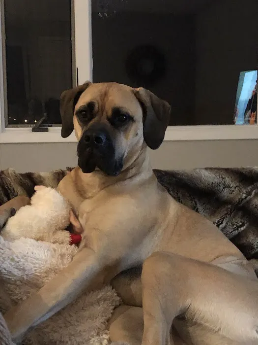 Shoreside Veterinary Care Picture 5