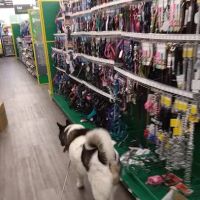 Pet Supplies Plus Westerville ico