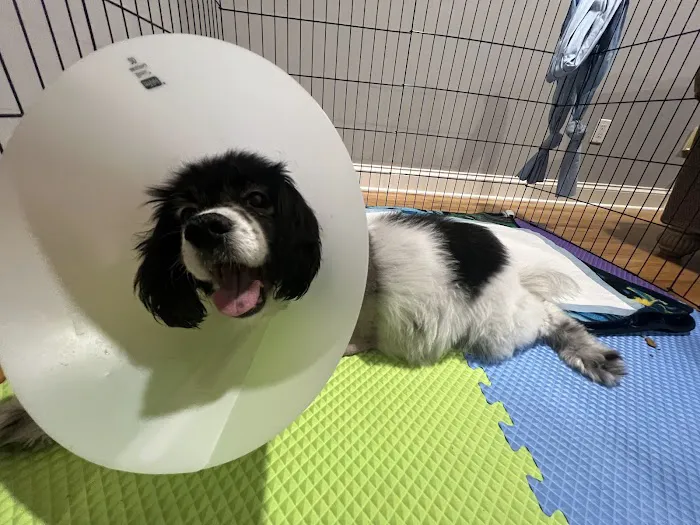 Garden State Veterinary Specialists Eatontown Picture 3