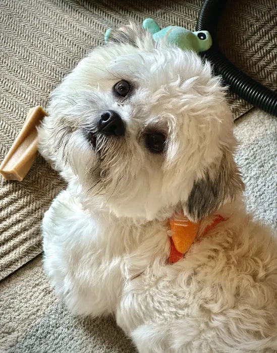 Garden State Veterinary Specialists Eatontown Picture 6