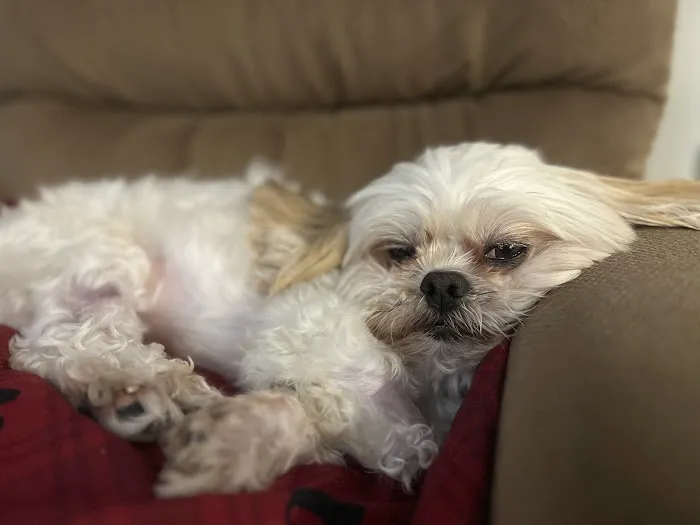 Garden State Veterinary Specialists Eatontown Picture 8