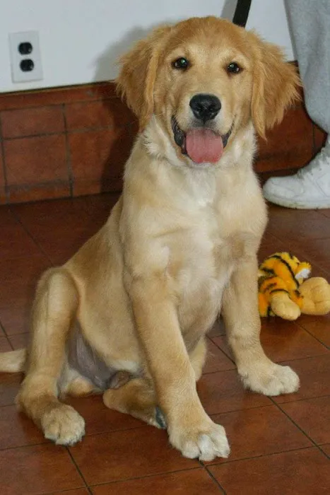 Shrewsbury Animal Hospital Picture 7