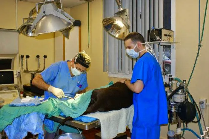 Shrewsbury Animal Hospital Picture 4