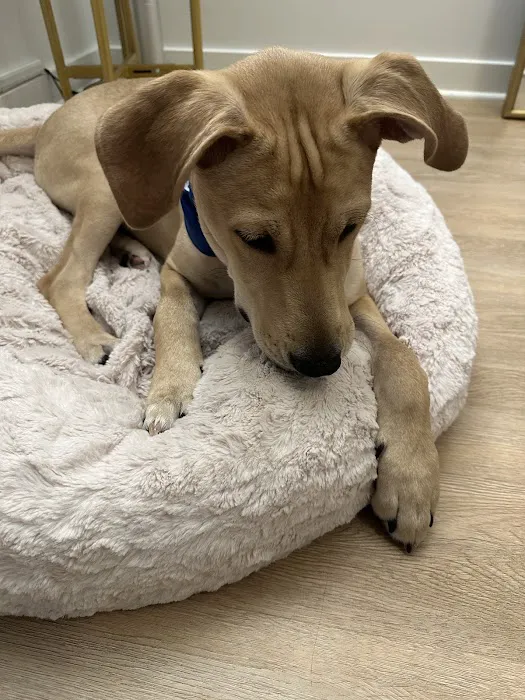 Shrewsbury Animal Hospital Picture 2