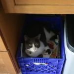 Banfield Pet Hospital